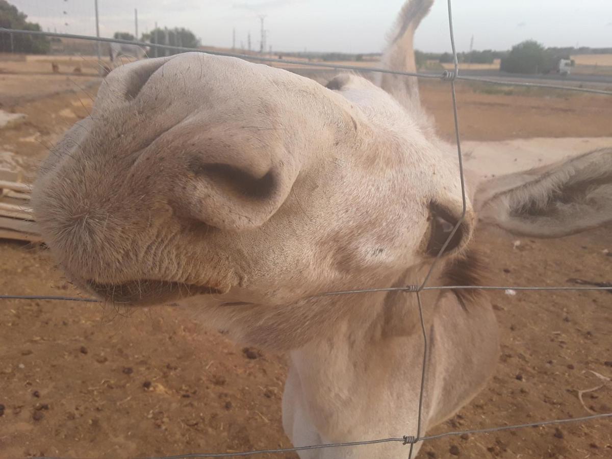 Appartamento Era 124 Zafra de Záncara Esterno foto